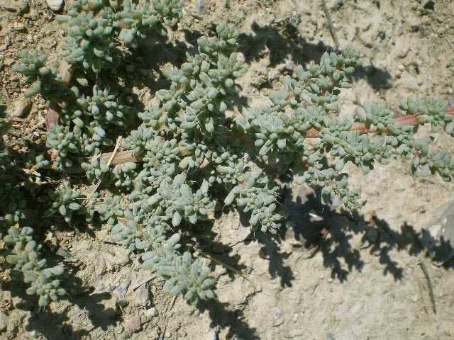 green succulent plant