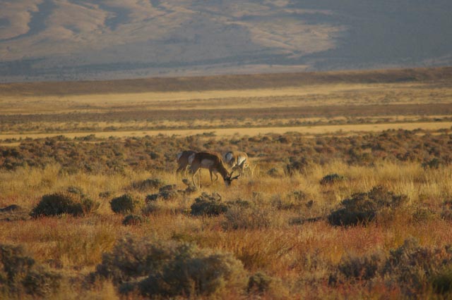 pronghorn