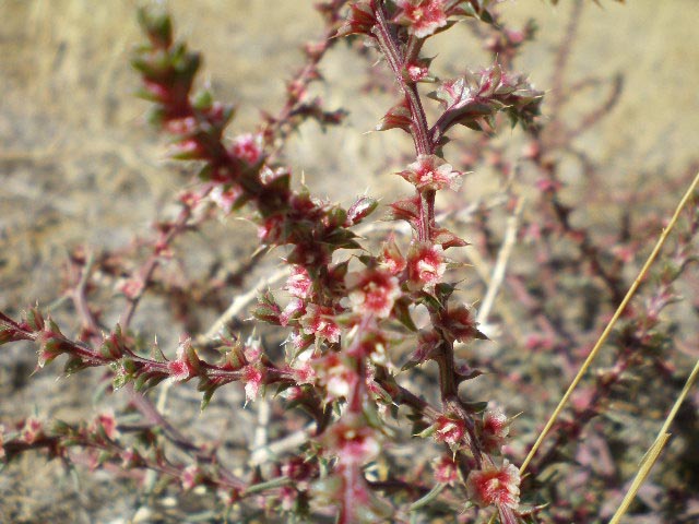 red and spikey plant
