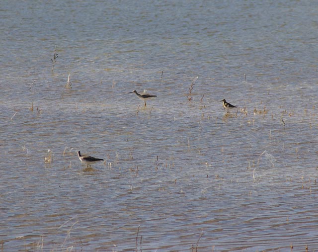Greater Yellowlegs 1