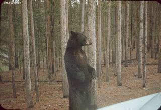 1952 Yellowstone