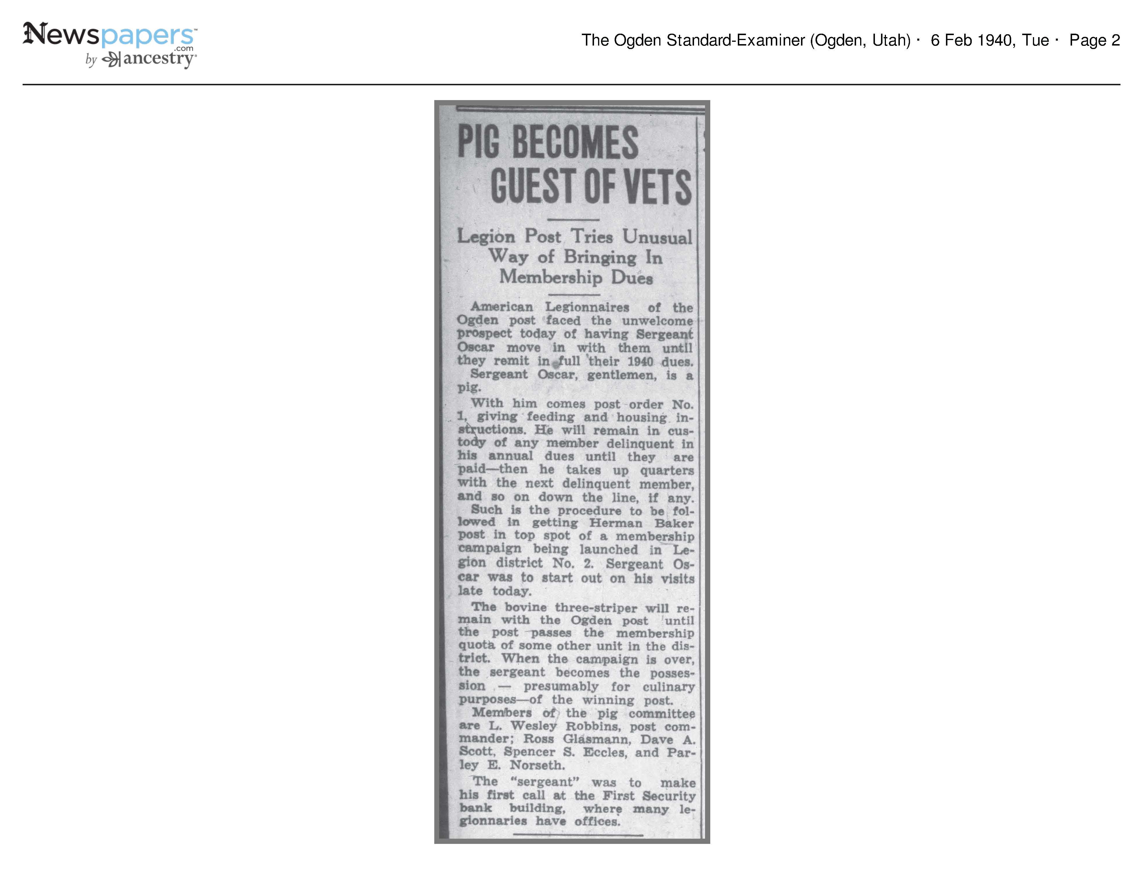 Pig Becomes Guest of Vets; Legion Post Tries Unusual Way of 