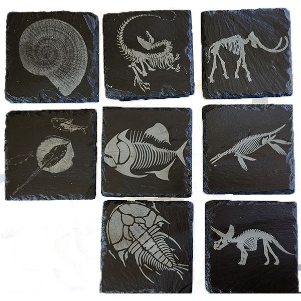 fossil coasters
